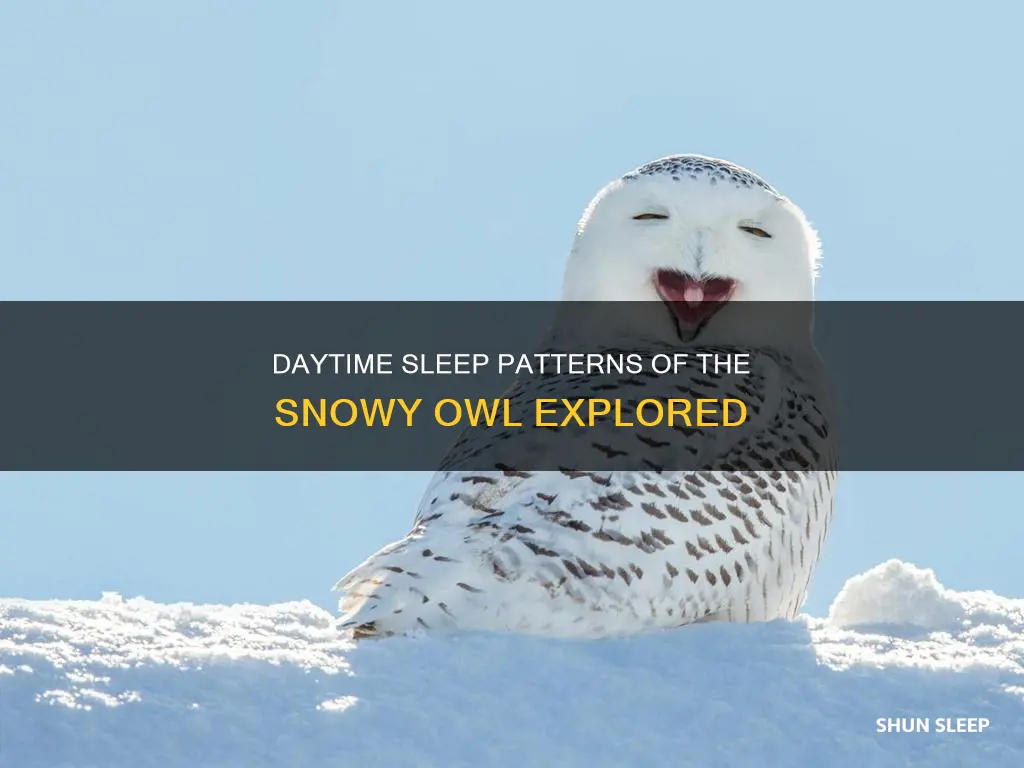 do snowy owls sleep during the day