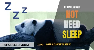 Which Animals Can Survive Without Sleep?