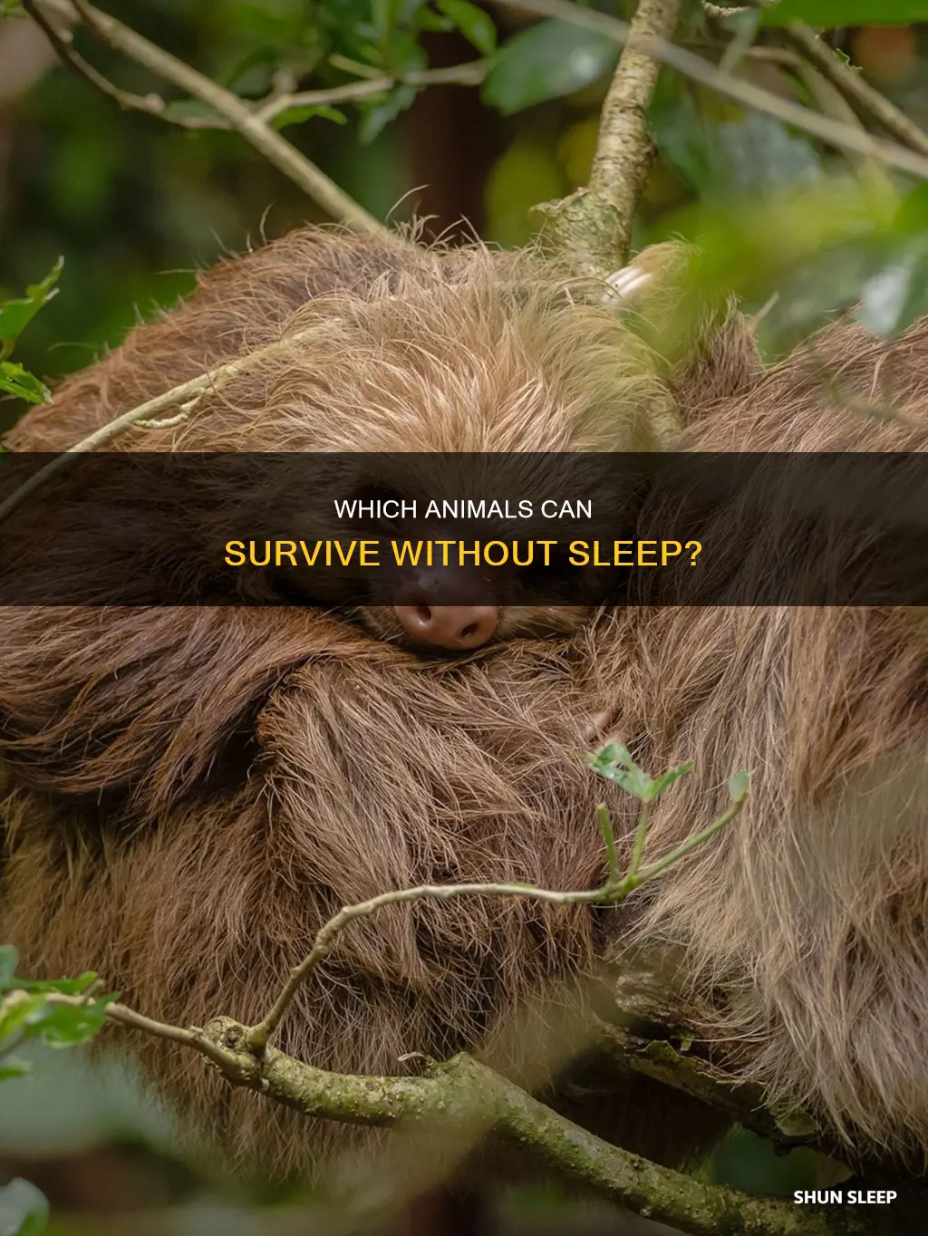 do some animals not need sleep
