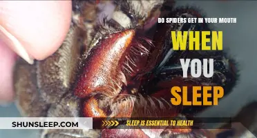 Spiders in Your Mouth While Sleeping: Fact or Fiction?