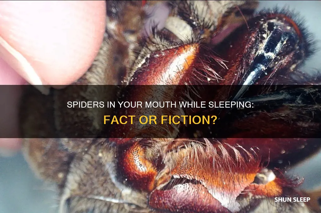do spiders get in your mouth when you sleep
