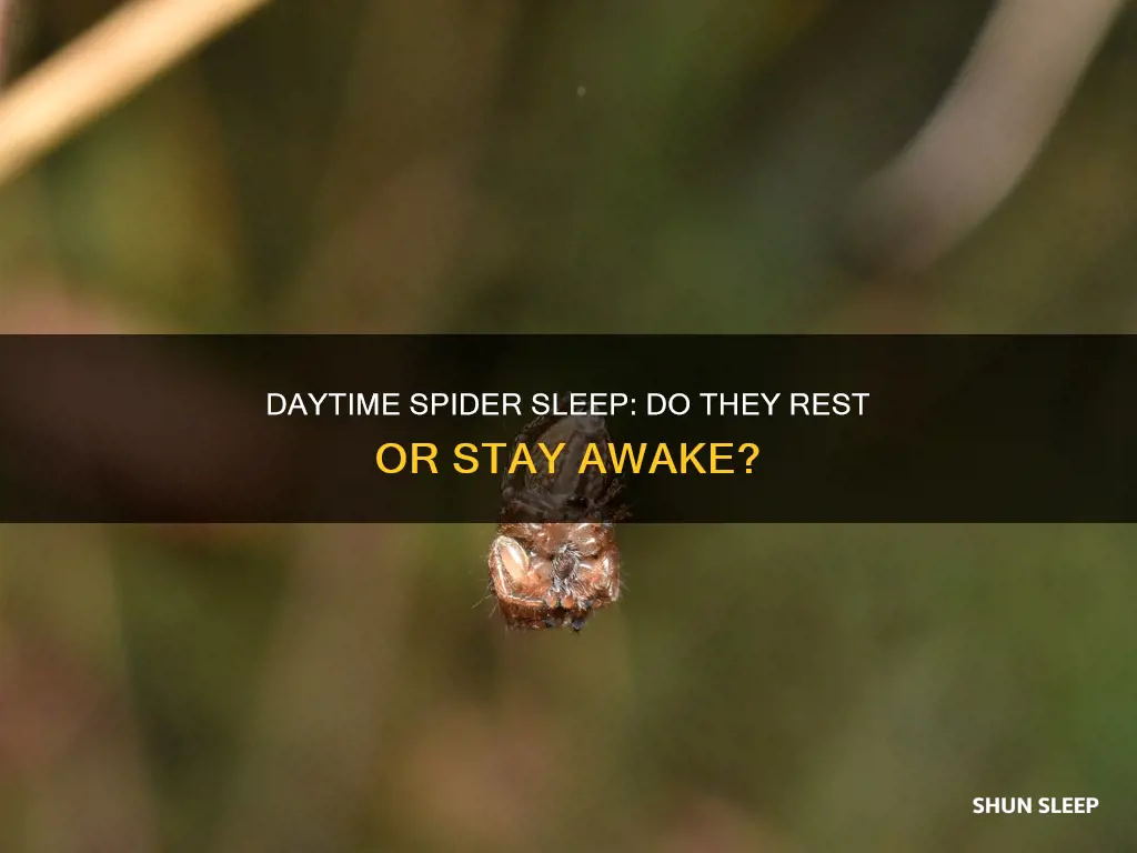 do spiders sleep during the day