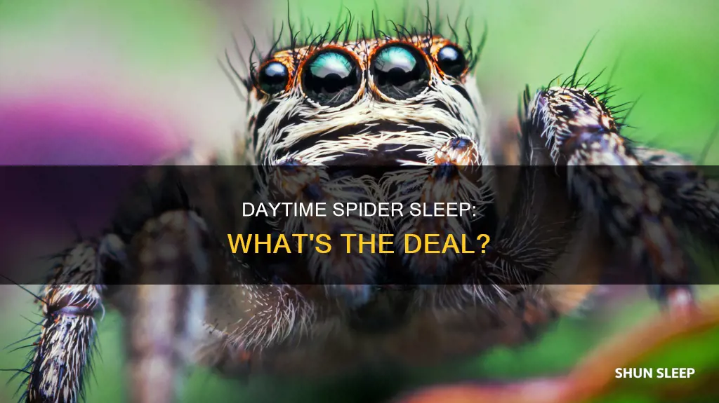 do spiders sleep in the day