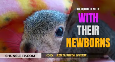 Squirrel Parenting: Do They Sleep With Their Newborns?