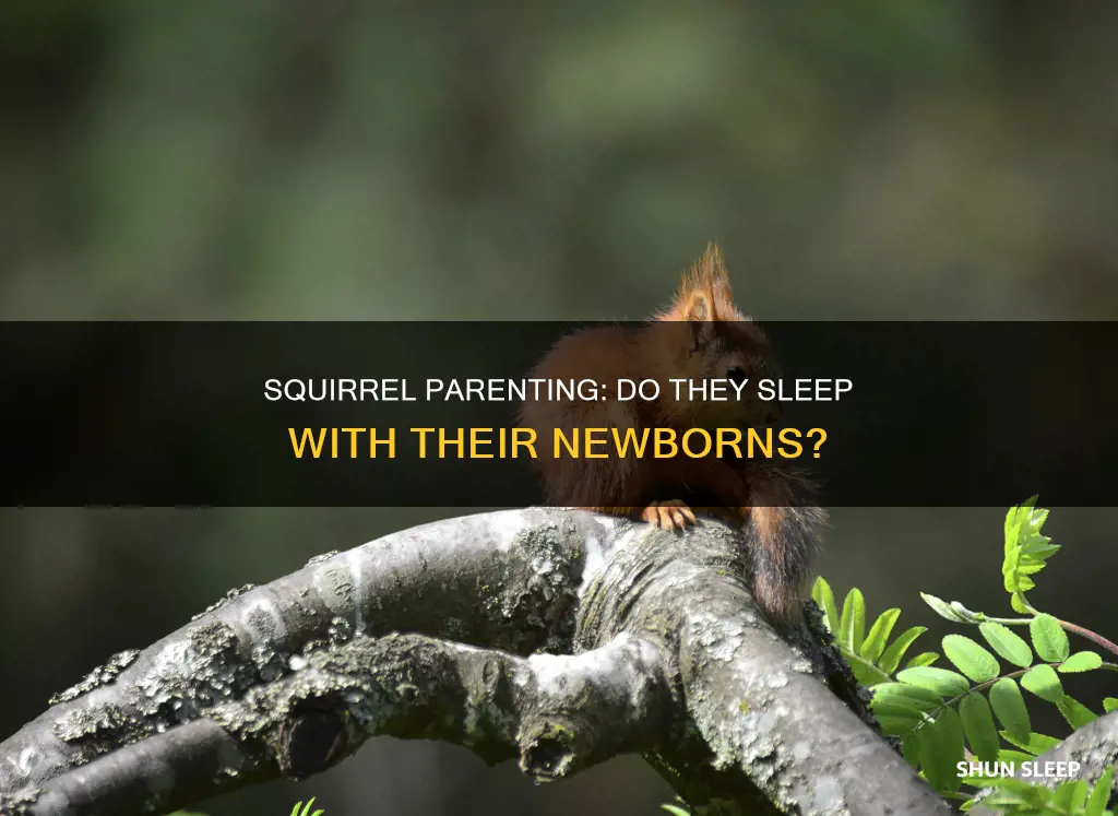 do squirrels sleep with their newborns