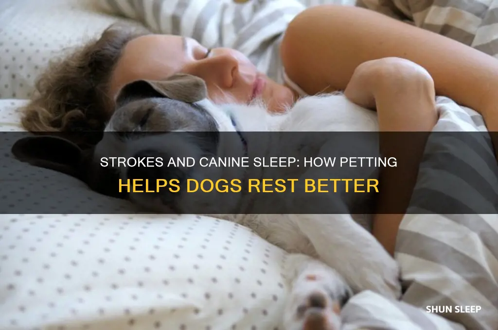 do strokes help dogs sleep