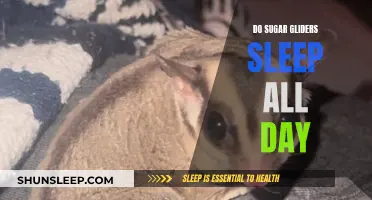 Sugar Gliders: Do They Sleep All Day?