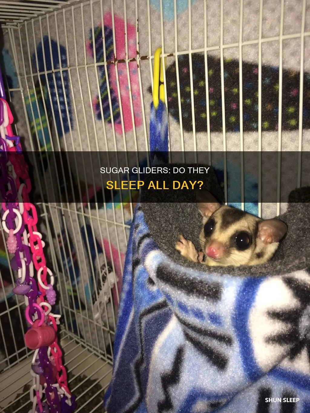 do sugar gliders sleep all day