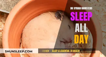 Hamsters' Sleep Patterns: Do Syrian Hamsters Sleep All Day?