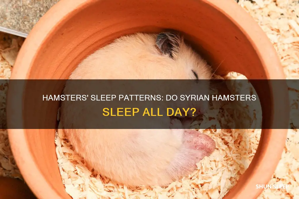 do syrian hamsters sleep all day