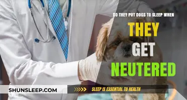 Do Dogs Get Put to Sleep During Neutering? Facts Explained