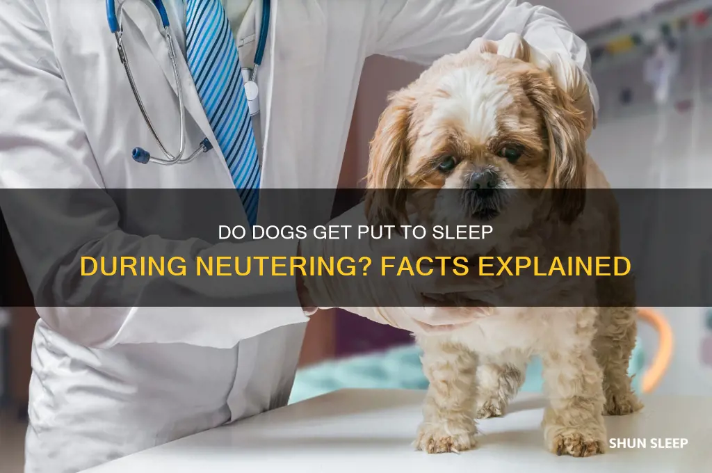 do they put dogs to sleep when they get neutered