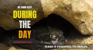 Toads' Daytime Sleep: Understanding Their Nocturnal Habits