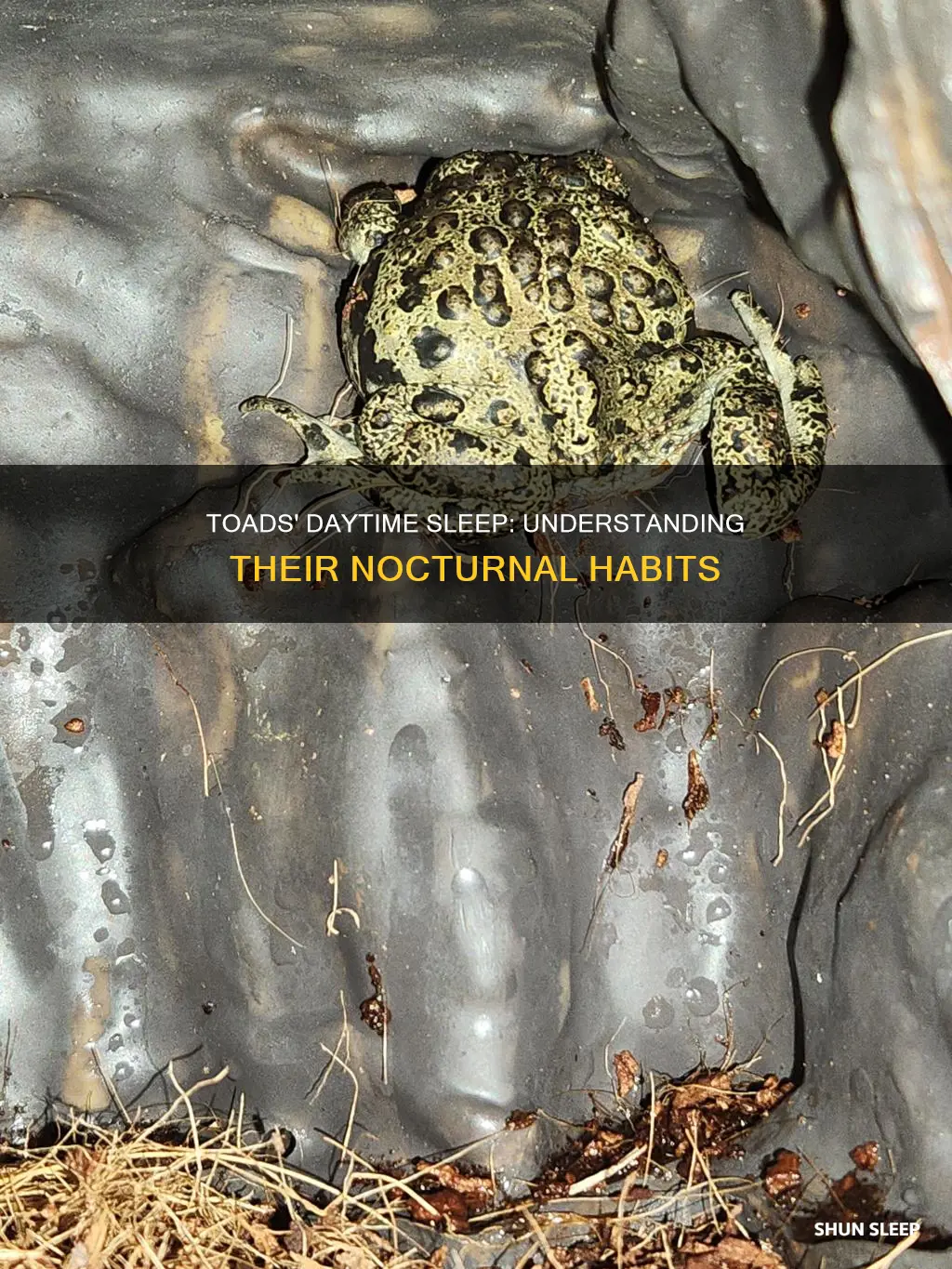 do toads sleep during the day