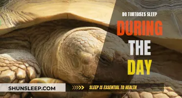 Daytime Sleep Patterns of the Tortoise Explained