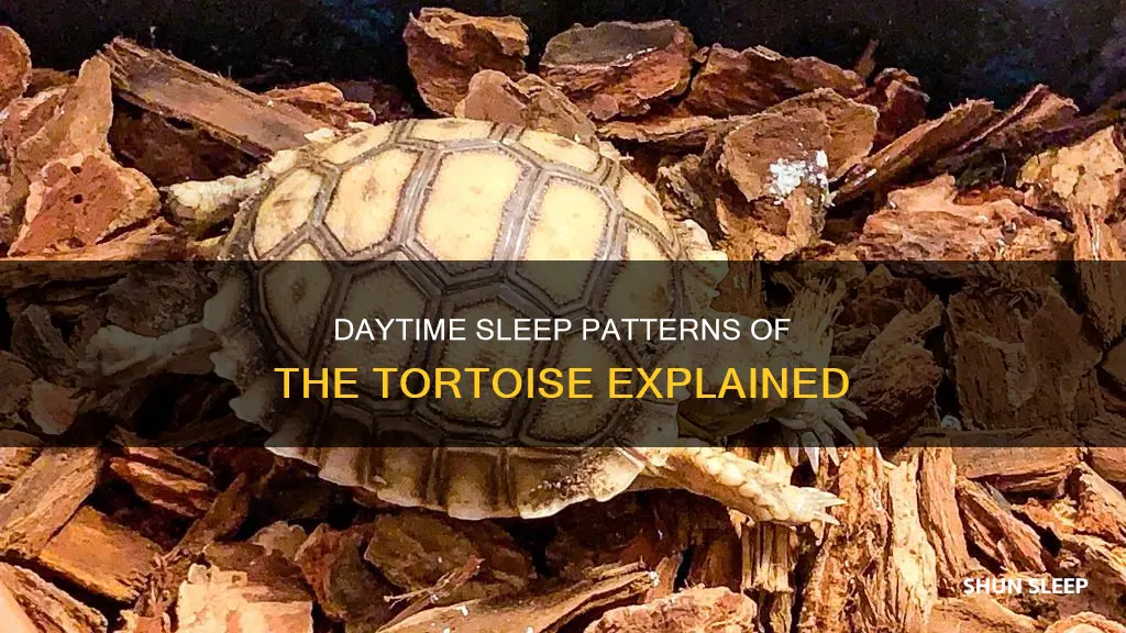 do tortoises sleep during the day