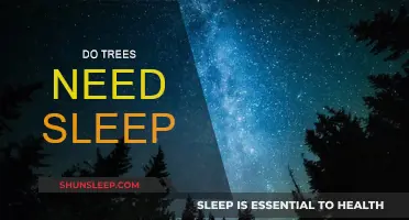 Trees and Sleep: Do They Need Their Beauty Rest?
