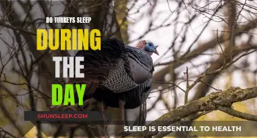 Daytime Sleep: The Mystery of Turkey Naps