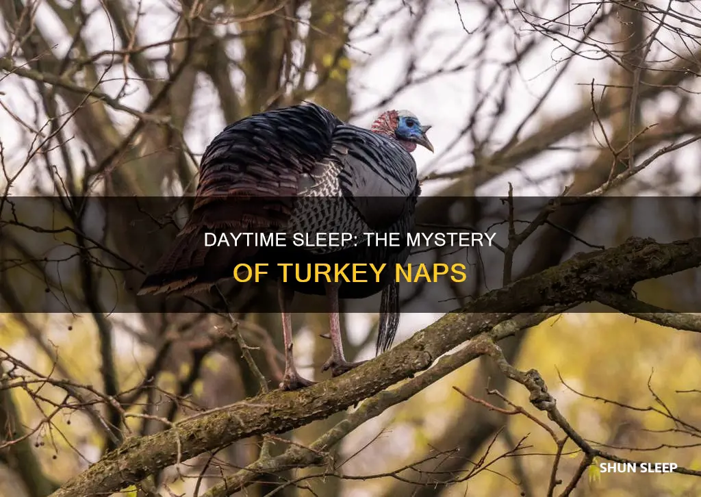 do turkeys sleep during the day