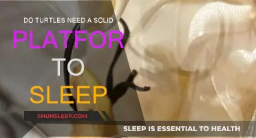 Turtles' Sleeping Habits: Solid Platforms Necessary?