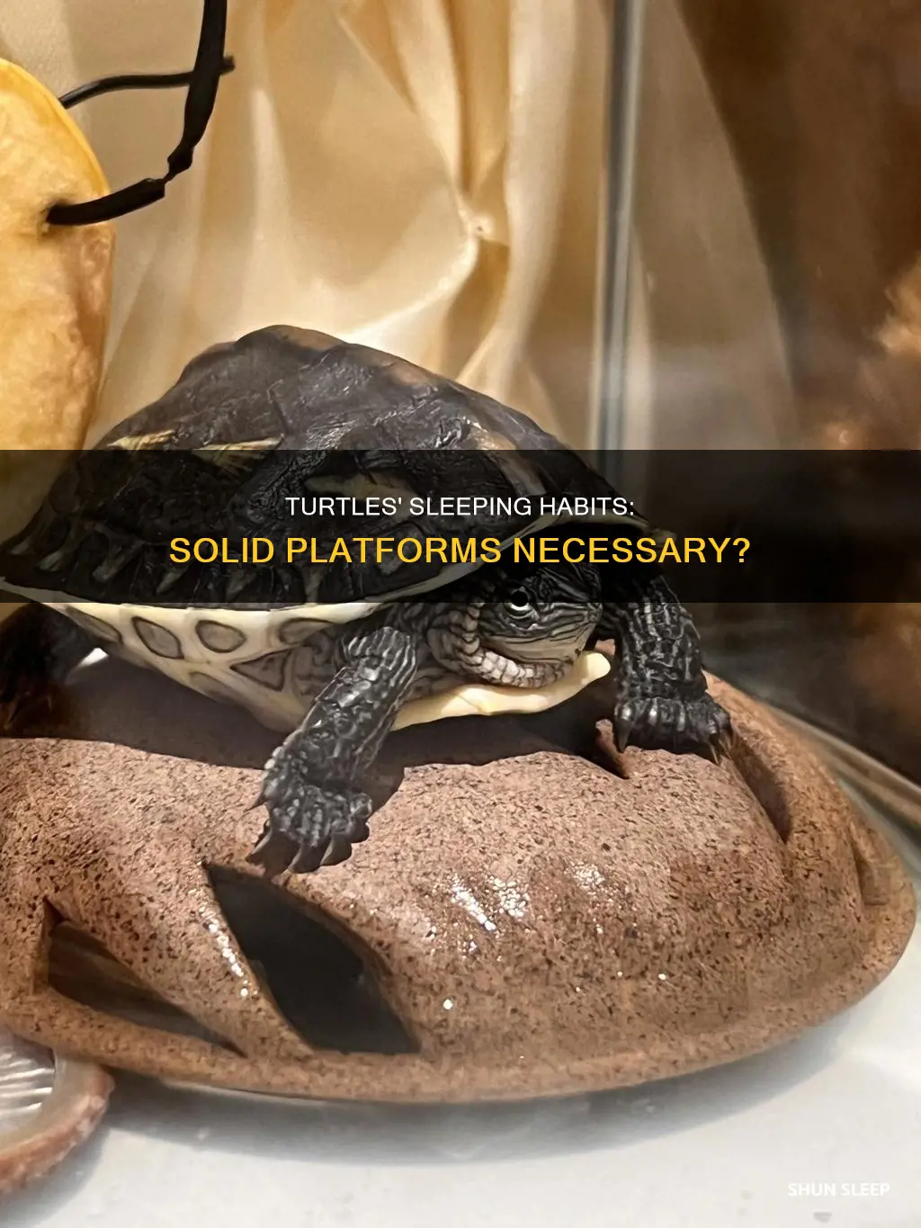 do turtles need a solid platform to sleep