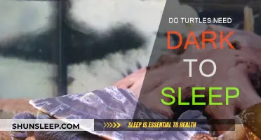 Turtles and Sleep: The Dark Connection Explained