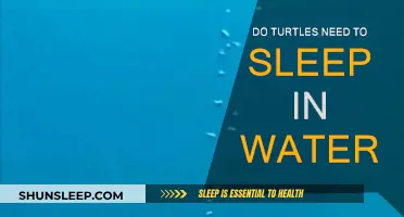 Turtles and Their Unique Sleep Patterns Underwater