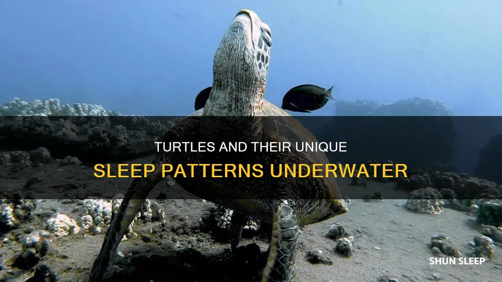 do turtles need to sleep in water