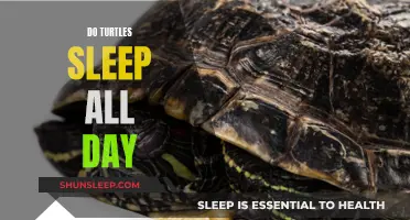 Turtles' Sleep Patterns: Do They Sleep All Day?