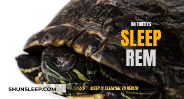 Do Turtles Experience REM Sleep Like Humans?