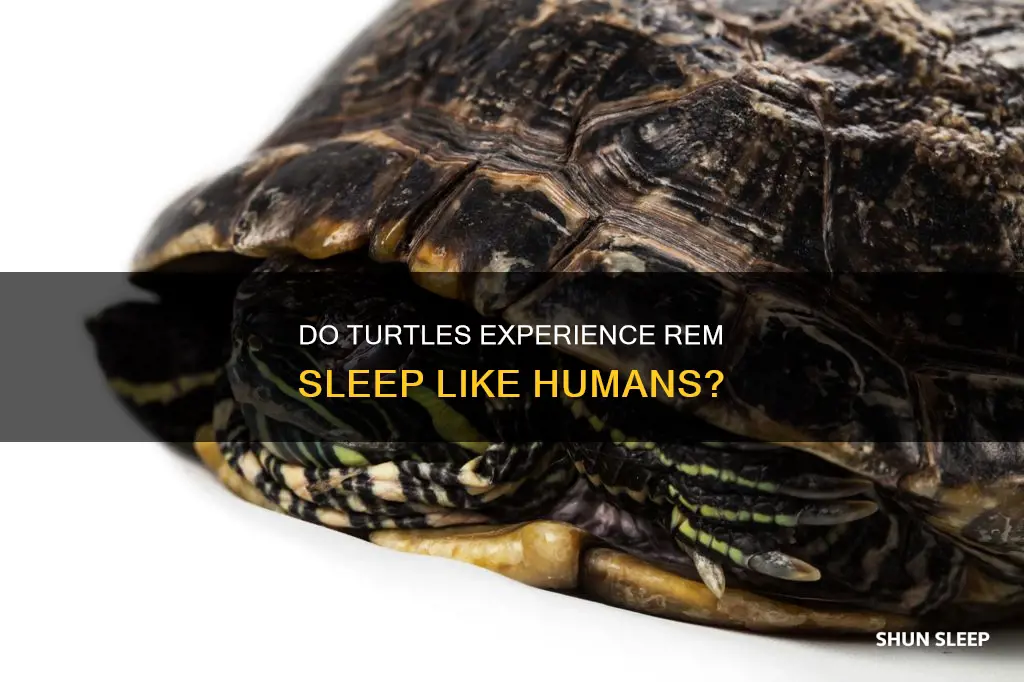 do turtles sleep rem