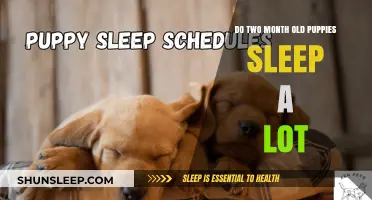 Puppy Sleep Patterns: What to Expect at Two Months
