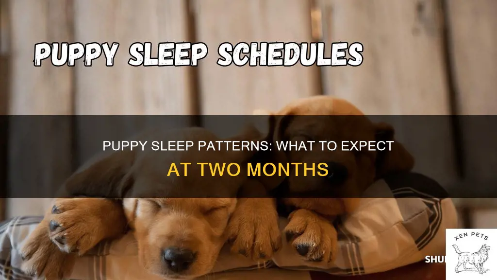 do two month old puppies sleep a lot