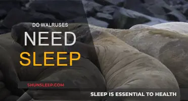 Walruses and Sleep: Do They Need It?