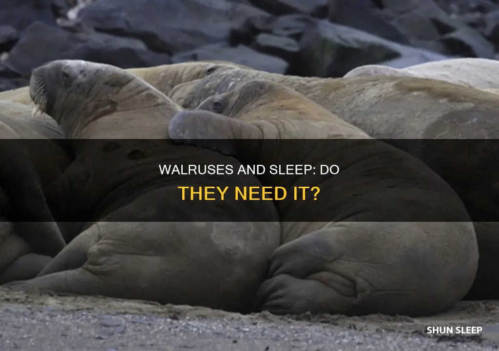do walruses need sleep