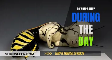 Daytime Sleep: Do Wasps Take Naps?