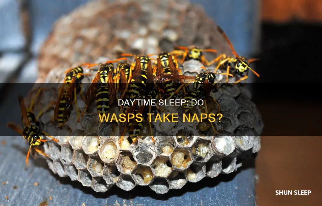 do wasps sleep during the day