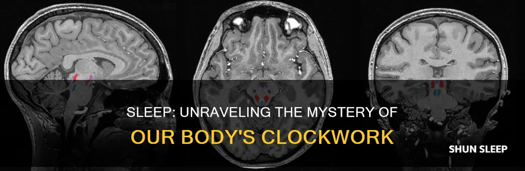 do we know how sleep works