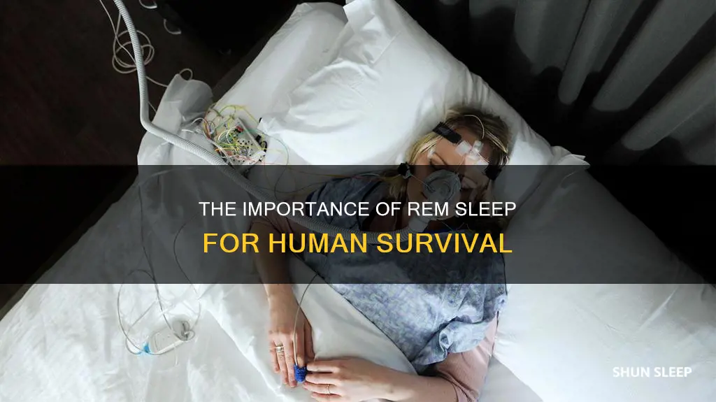 do we need rem sleep to survive