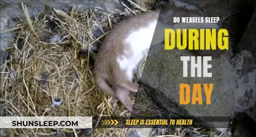 Weasels' Sleep Patterns: Daytime Dozing or Nighttime Napping?