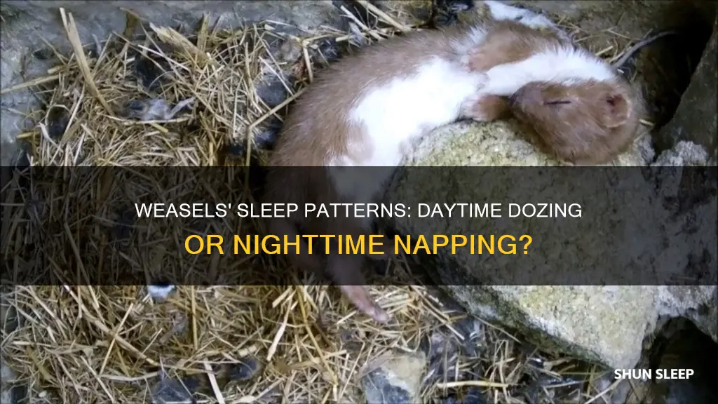 do weasels sleep during the day