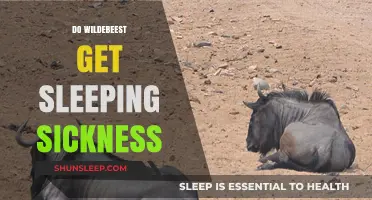 Do Wildebeest Suffer from Sleeping Sickness? Unraveling the Mystery