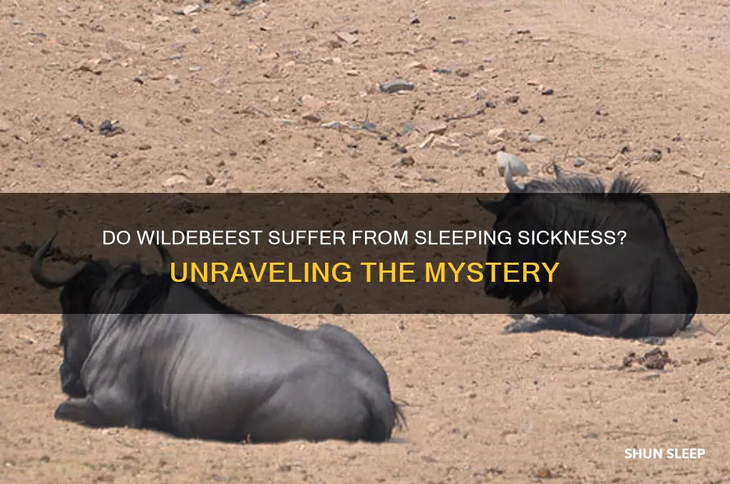 do wildebeest get sleeping sickness
