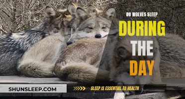 Daytime Sleep: Wolves' Behavior Explained