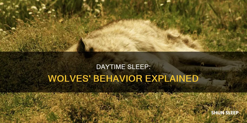 do wolves sleep during the day