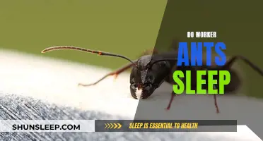 Worker Ants and Sleep: Do They Rest?