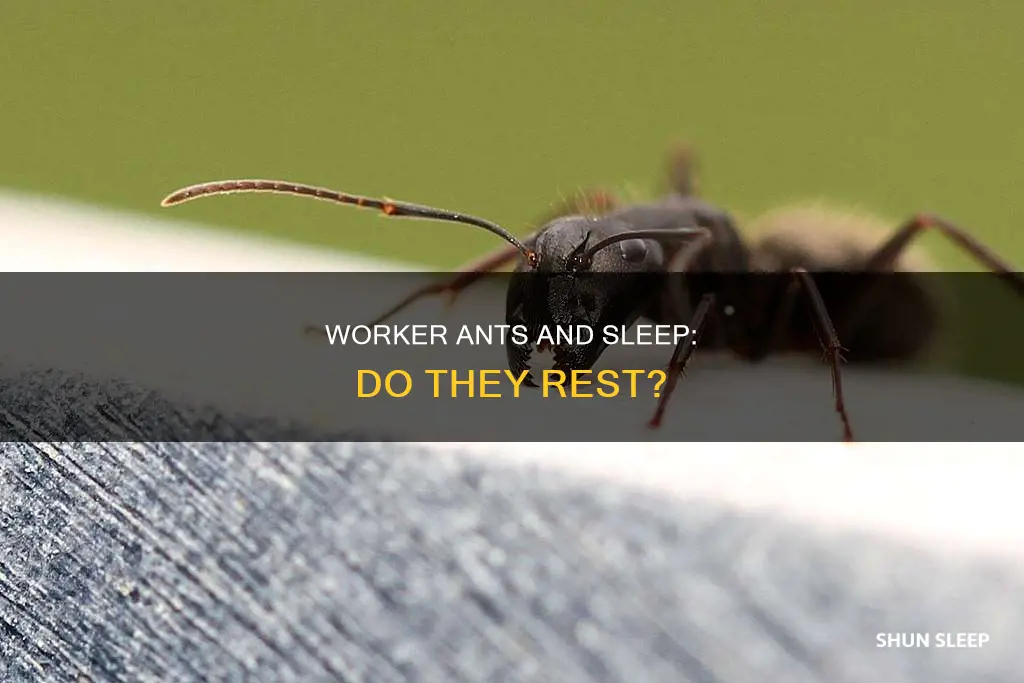 do worker ants sleep