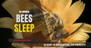Worker Bees and Sleep: Do They Rest?