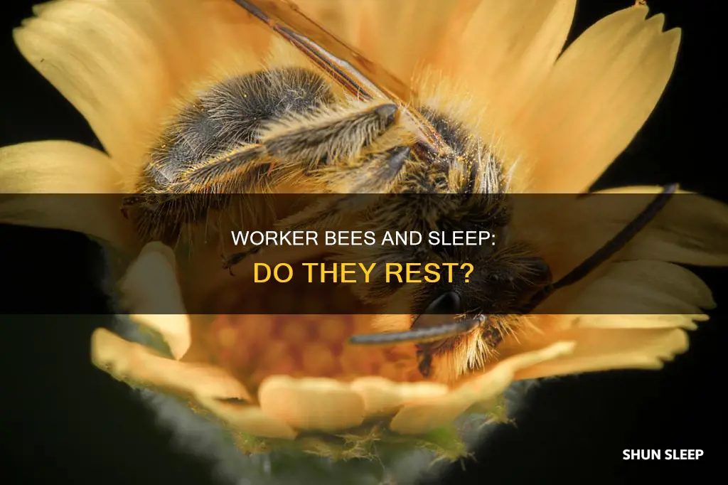 do worker bees sleep