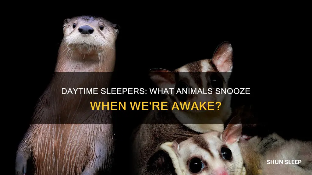 do you call animals that sleep during the day